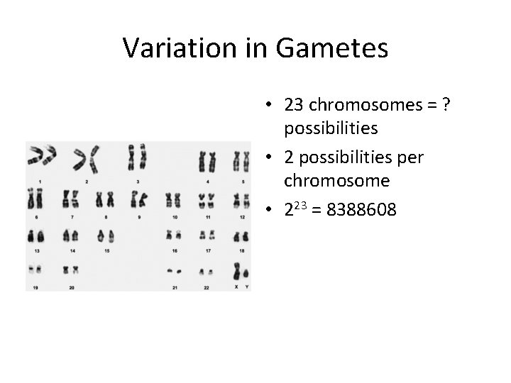 Variation in Gametes • 23 chromosomes = ? possibilities • 2 possibilities per chromosome