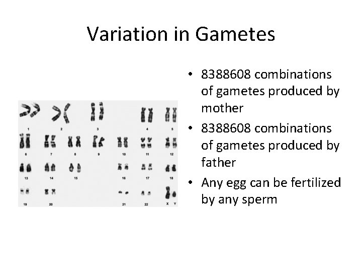 Variation in Gametes • 8388608 combinations of gametes produced by mother • 8388608 combinations