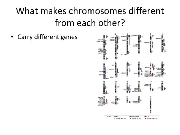 What makes chromosomes different from each other? • Carry different genes 