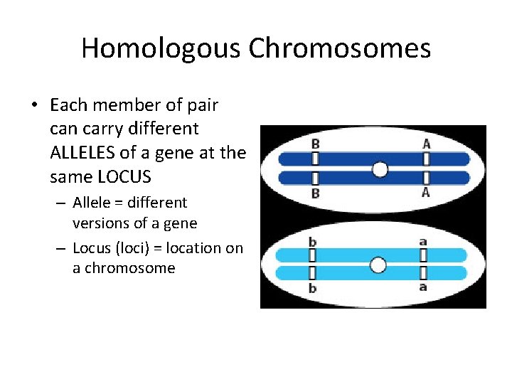 Homologous Chromosomes • Each member of pair can carry different ALLELES of a gene
