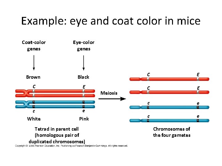 Example: eye and coat color in mice Coat-color genes Eye-color genes Brown Black C