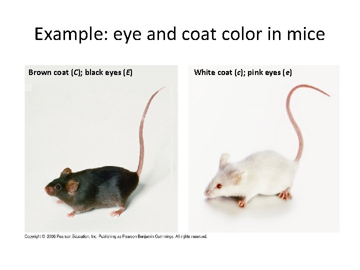 Example: eye and coat color in mice Brown coat (C); black eyes (E) White