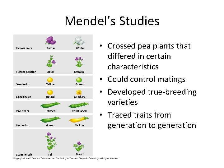 Mendel’s Studies Flower color Purple White Flower position Axial Terminal Seed color Yellow Green