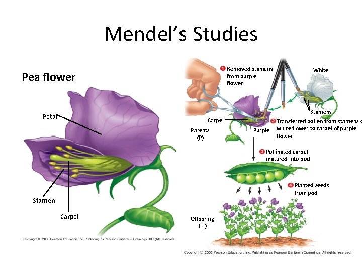 Mendel’s Studies Removed stamens from purple flower Pea flower White Stamens Petal Carpel Parents