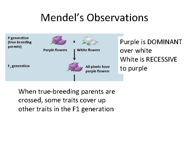 Mendel’s Observations P generation (true-breeding parents) Purple flowers White flowers F 1 generation All