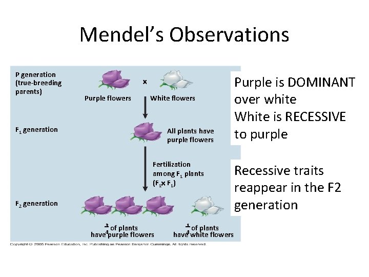 Mendel’s Observations P generation (true-breeding parents) Purple flowers White flowers F 1 generation All