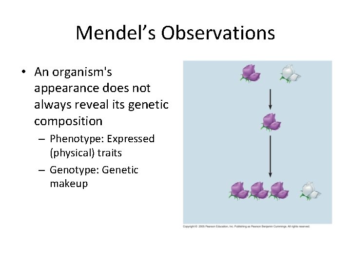 Mendel’s Observations • An organism's appearance does not always reveal its genetic composition –