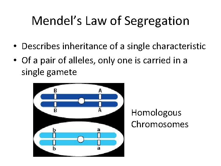 Mendel’s Law of Segregation • Describes inheritance of a single characteristic • Of a