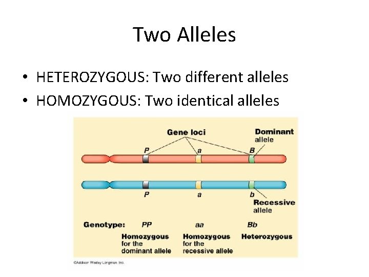 Two Alleles • HETEROZYGOUS: Two different alleles • HOMOZYGOUS: Two identical alleles 