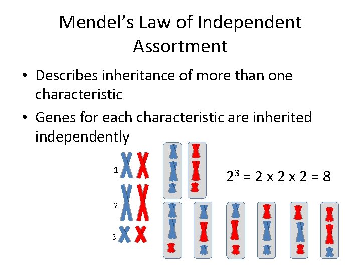 Mendel’s Law of Independent Assortment • Describes inheritance of more than one characteristic •