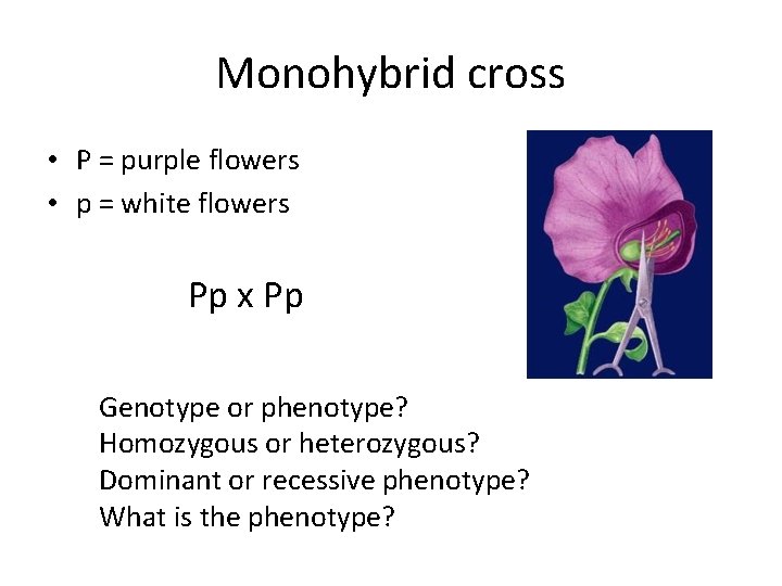 Monohybrid cross • P = purple flowers • p = white flowers Pp x