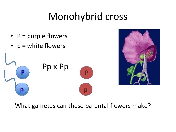 Monohybrid cross • P = purple flowers • p = white flowers P p
