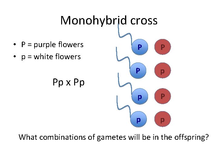 Monohybrid cross • P = purple flowers • p = white flowers Pp x