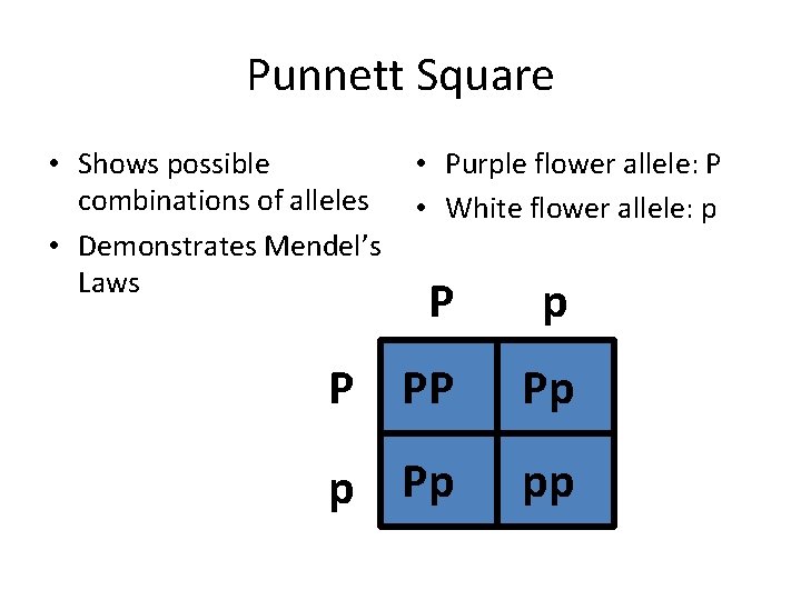 Punnett Square • Shows possible • Purple flower allele: P combinations of alleles •