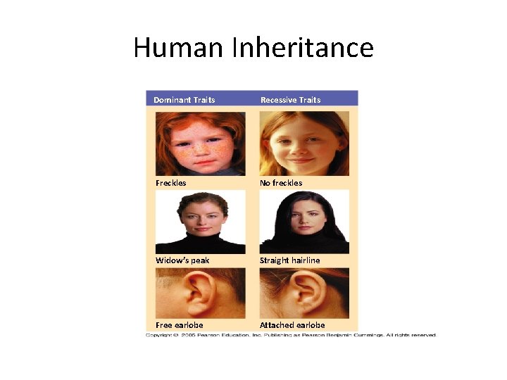 Human Inheritance Dominant Traits Recessive Traits Freckles No freckles Widow’s peak Straight hairline Free