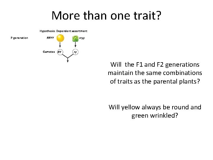 More than one trait? Hypothesis: Independent assortment Hypothesis: Dependent assortment P generation rryy RRYY