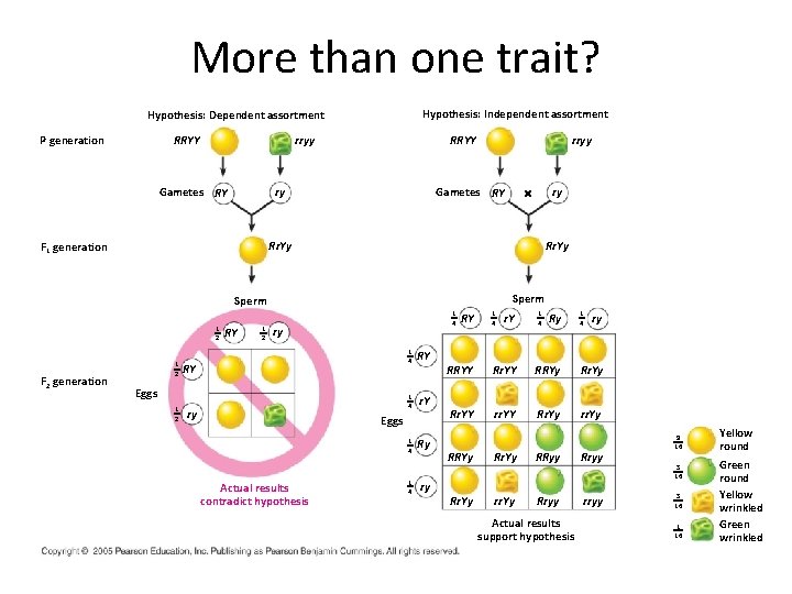More than one trait? Hypothesis: Independent assortment Hypothesis: Dependent assortment P generation rryy RRYY