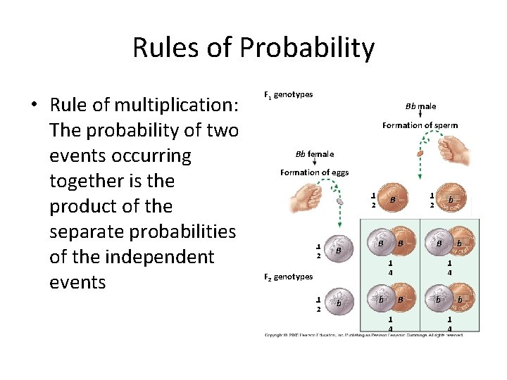 Rules of Probability • Rule of multiplication: The probability of two events occurring together