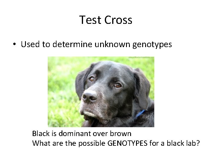 Test Cross • Used to determine unknown genotypes Black is dominant over brown What