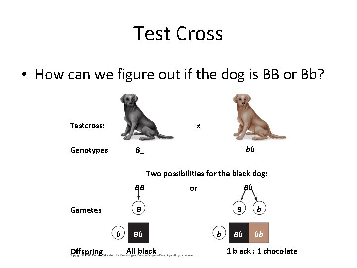 Test Cross • How can we figure out if the dog is BB or