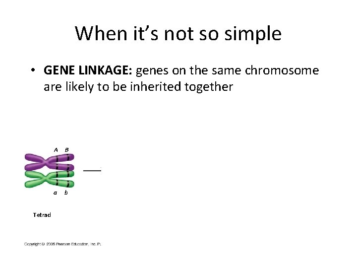 When it’s not so simple • GENE LINKAGE: genes on the same chromosome are