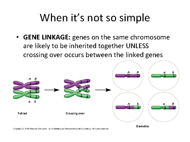 When it’s not so simple • GENE LINKAGE: genes on the same chromosome are