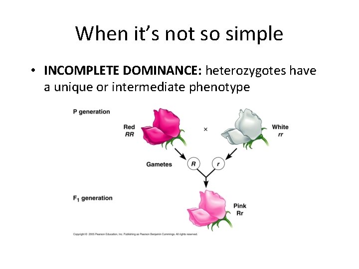 When it’s not so simple • INCOMPLETE DOMINANCE: heterozygotes have a unique or intermediate