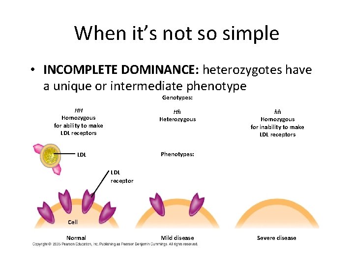 When it’s not so simple • INCOMPLETE DOMINANCE: heterozygotes have a unique or intermediate