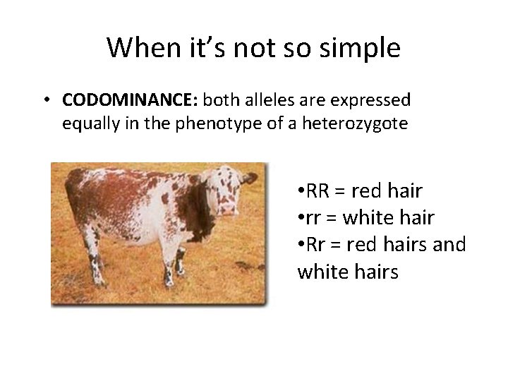 When it’s not so simple • CODOMINANCE: both alleles are expressed equally in the