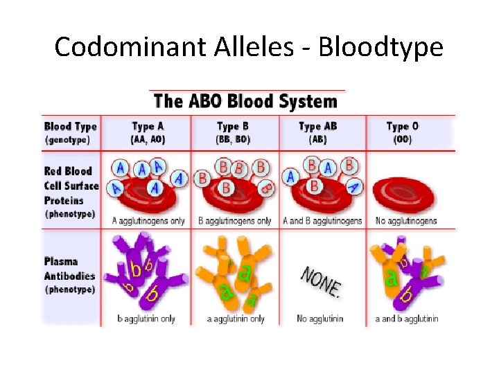 Codominant Alleles - Bloodtype 