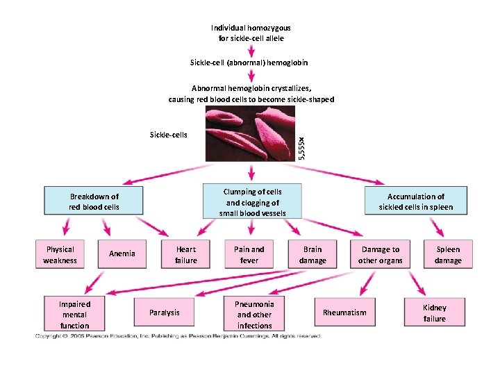 Individual homozygous for sickle-cell allele Sickle-cell (abnormal) hemoglobin Abnormal hemoglobin crystallizes, causing red blood