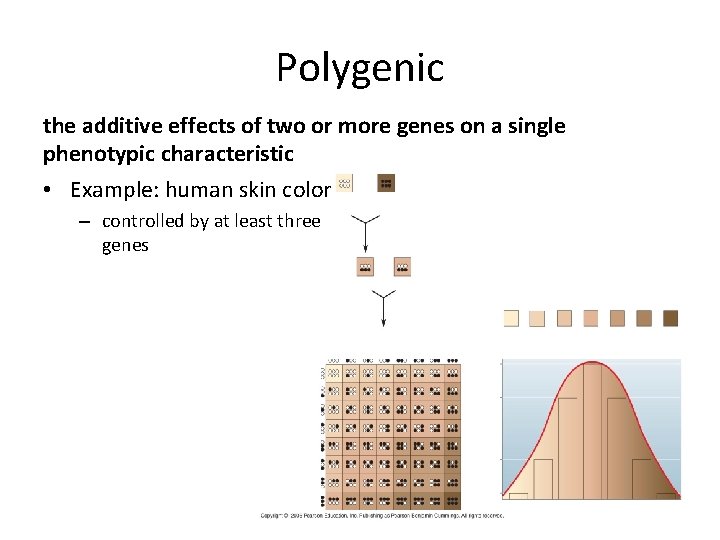 Polygenic the additive effects of two or more genes on a single phenotypic characteristic