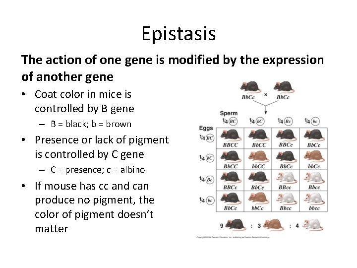 Epistasis The action of one gene is modified by the expression of another gene