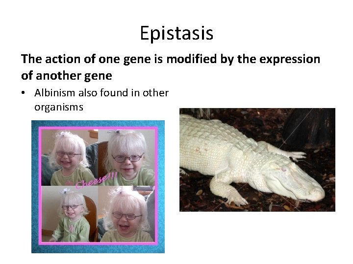 Epistasis The action of one gene is modified by the expression of another gene