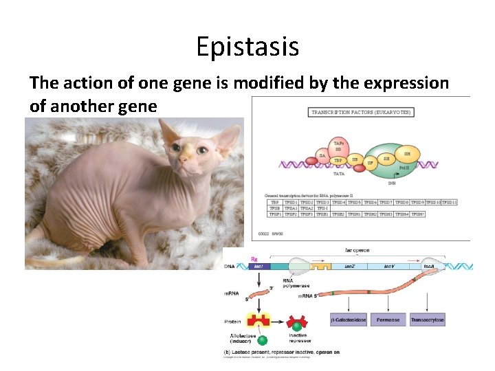 Epistasis The action of one gene is modified by the expression of another gene