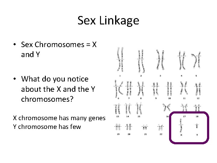 Sex Linkage • Sex Chromosomes = X and Y • What do you notice