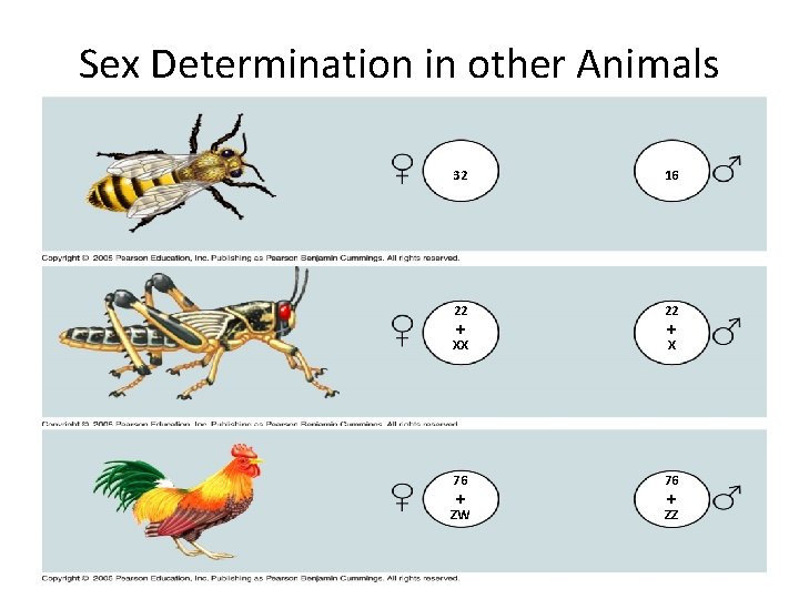 Sex Determination in other Animals 32 16 22 + XX 22 + X 76