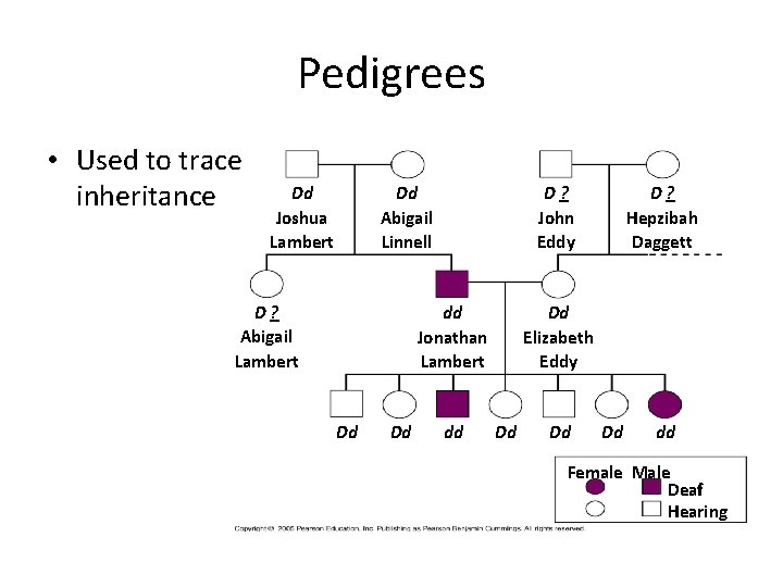 Pedigrees • Used to trace inheritance Dd Joshua Lambert Dd Abigail Linnell D? Abigail