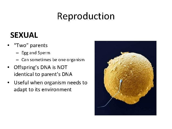 Reproduction SEXUAL • “Two” parents – Egg and Sperm – Can sometimes be one