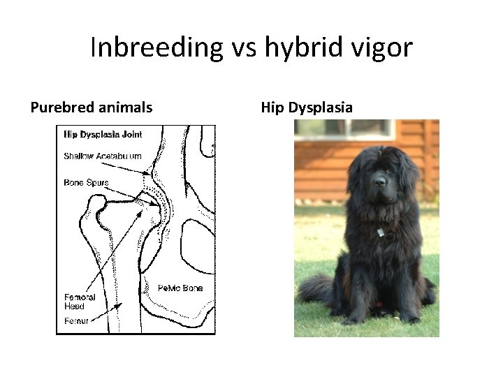 Inbreeding vs hybrid vigor Purebred animals Hip Dysplasia 