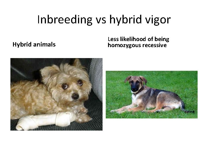 Inbreeding vs hybrid vigor Hybrid animals Less likelihood of being homozygous recessive 