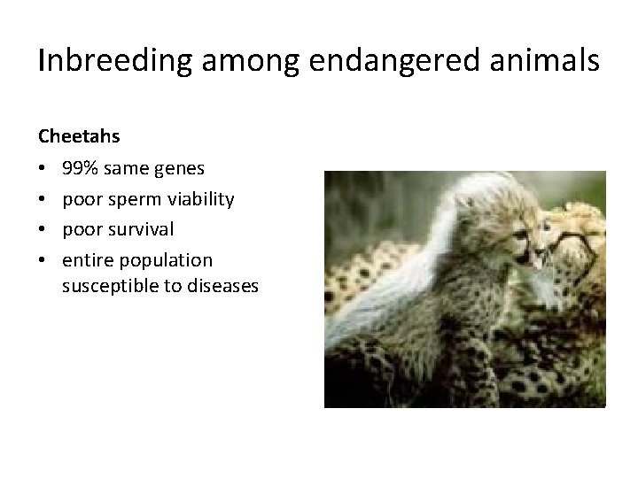 Inbreeding among endangered animals Cheetahs • • 99% same genes poor sperm viability poor