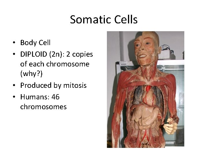 Somatic Cells • Body Cell • DIPLOID (2 n): 2 copies of each chromosome