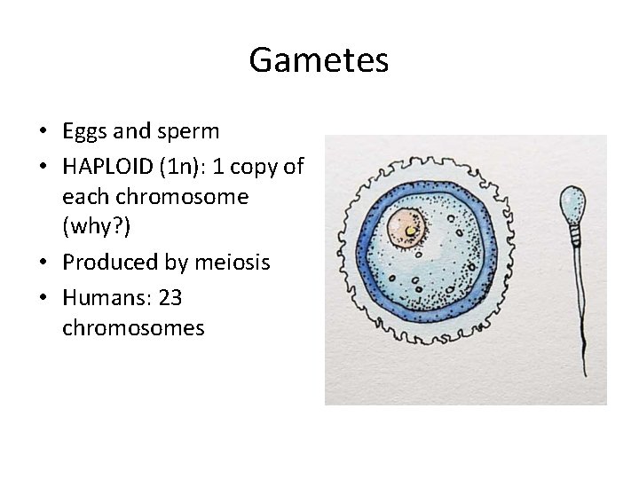 Gametes • Eggs and sperm • HAPLOID (1 n): 1 copy of each chromosome