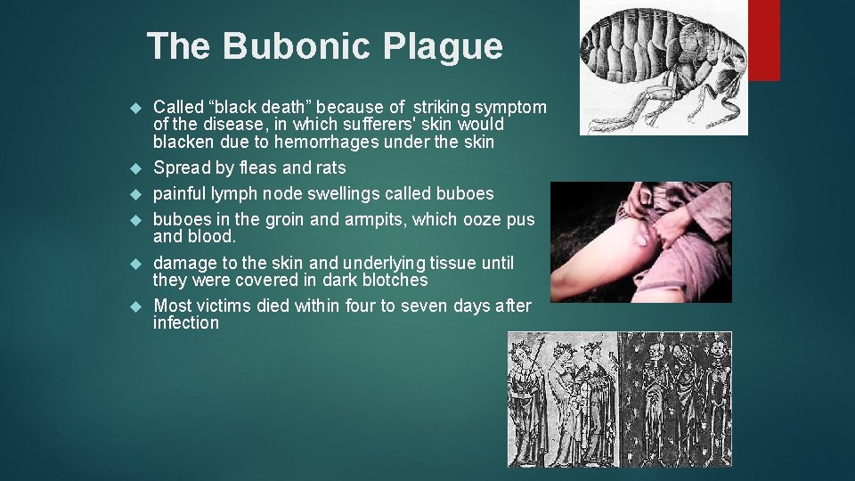 The Bubonic Plague Called “black death” because of striking symptom of the disease, in