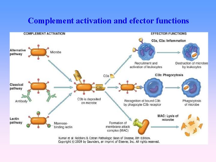 Complement activation and efector functions 