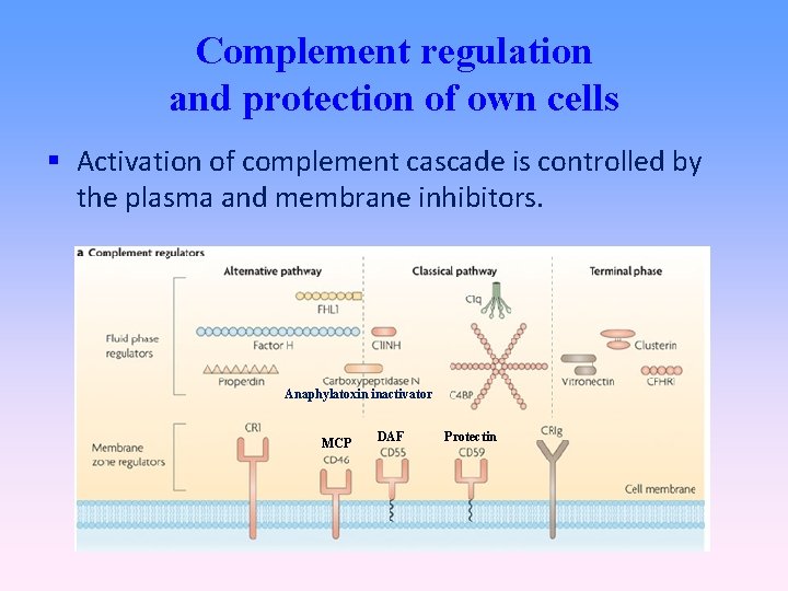 Complement regulation and protection of own cells Activation of complement cascade is controlled by