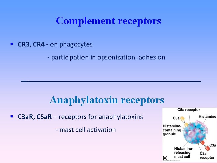 Complement receptors CR 3, CR 4 - on phagocytes - participation in opsonization, adhesion