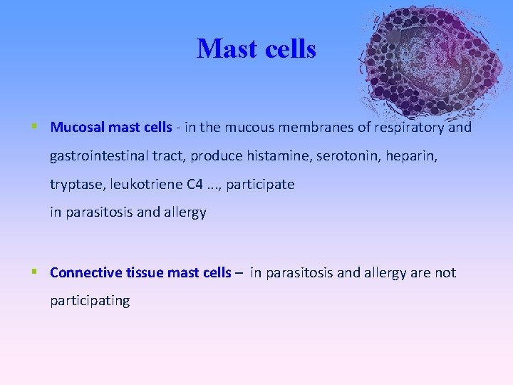 Mast cells Mucosal mast cells - in the mucous membranes of respiratory and gastrointestinal