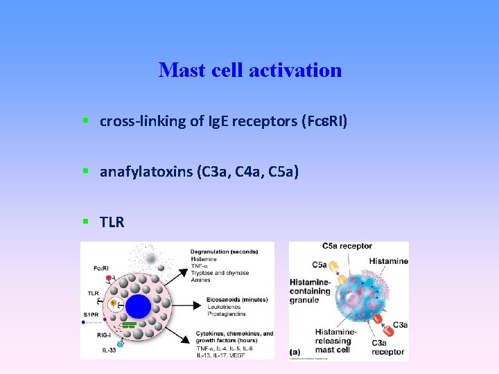 Mast cell activation cross-linking of Ig. E receptors (Fc RI) anafylatoxins (C 3 a,